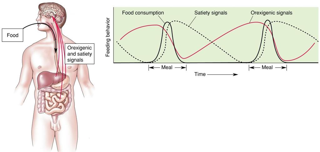 Short-Term Regulation of Feeding In addition to the long-term regulation of feeding behavior by leptin, the motivation to eat depends on short-term factors such as the length of time since the last