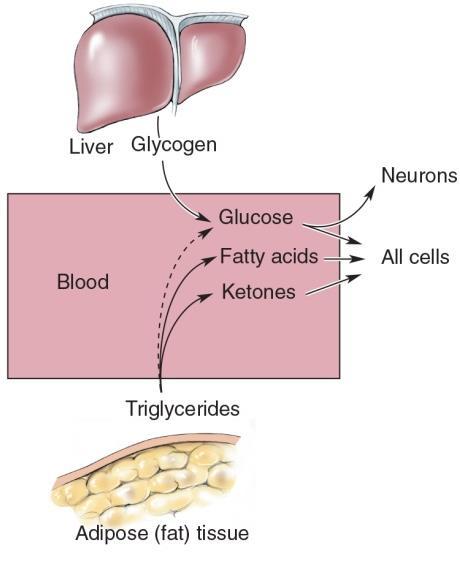 During the parandial state, glucose is stored (via anabolism) in the form of two macromolecules: glycogen (in liver and skeletal muscles) and triglycerides (in fat).
