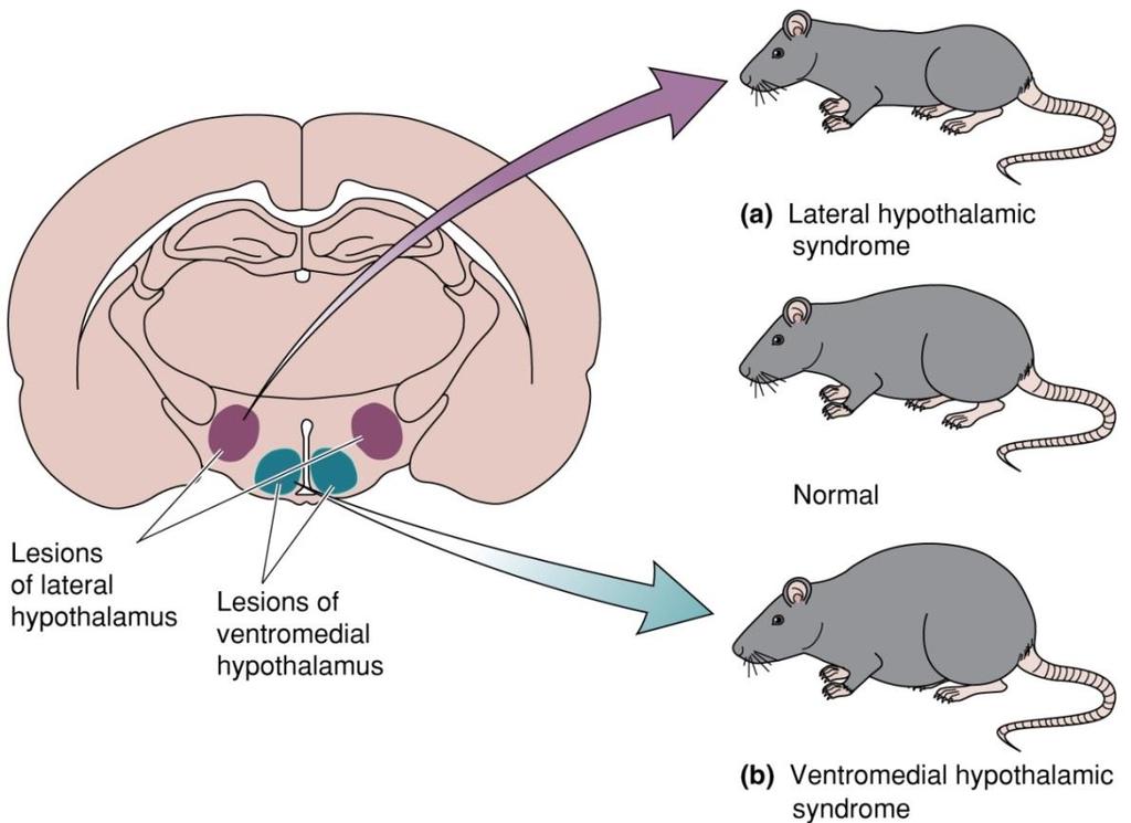 Hypothalamus and Feeding Studies show that bilateral lesions of the hypothalamus have large effects on feeding behavior