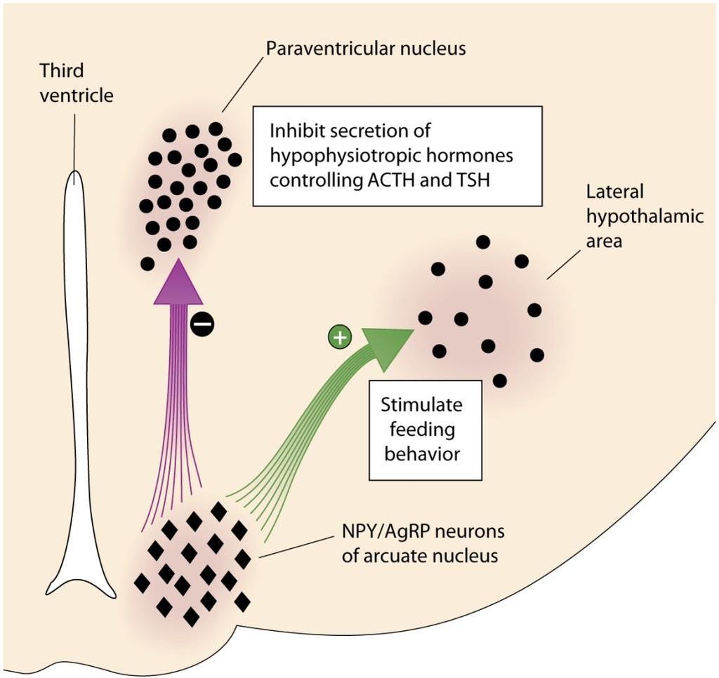 Hunger A reduction in the blood levels of leptin is detected by neurons in the arcuate nucleus that contain the neuropeptides NPY and AgRP (called orexigenic:appetite peptides).