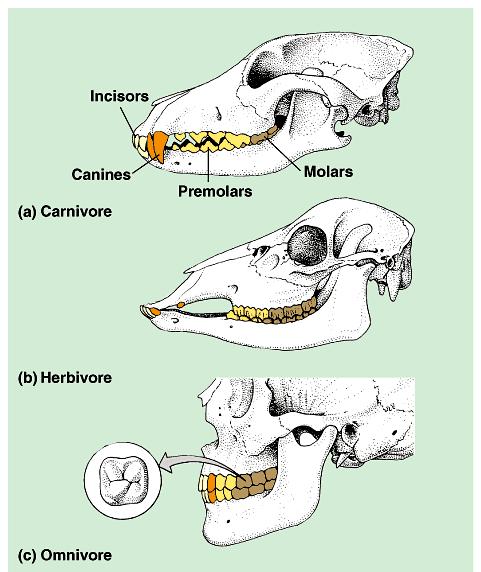 Teeth Carnivore sharp ripping teeth canines Herbivore
