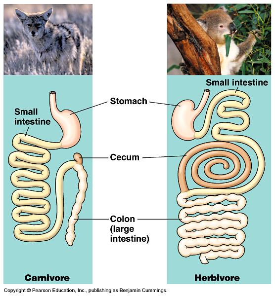 Length of digestive system Carnivores short digestive system protein easier to digest than cellulose