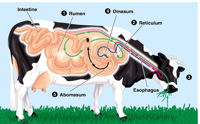 Symbiotic organisms How can cows digest cellulose efficiently? symbiotic bacteria in stomachs help digest cellulose-rich meals rabbit vs.