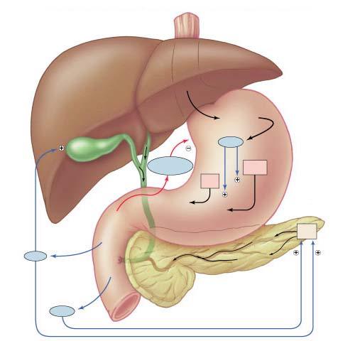 Regulation of Digestion Coordination of nervous system & endocrine system Liver Proteins Stomach + CCK Gallbladder Bile Duodenum + +