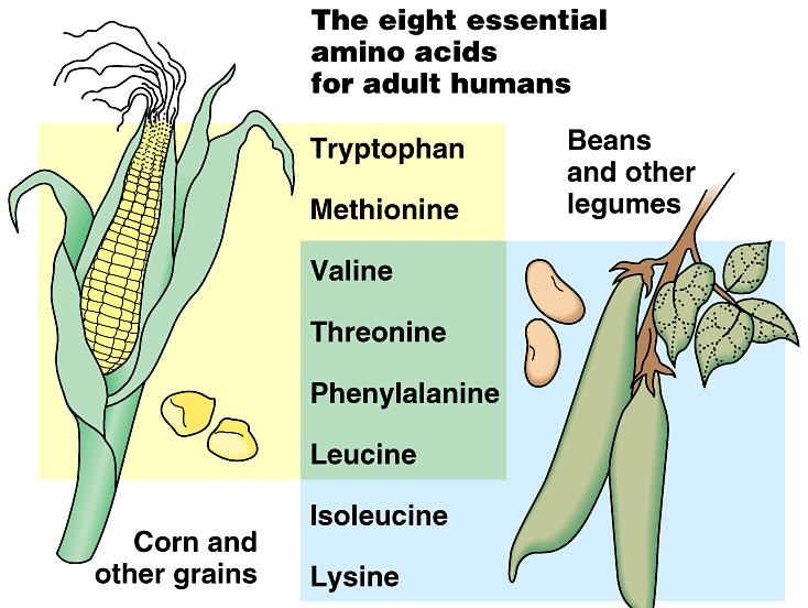 Vegetarian diets Need to make sure you get enough protein 20 amino acids to make protein humans can synthesize 12 of the amino acids 8 have to be eaten = essential amino acids Grains (like corn) have