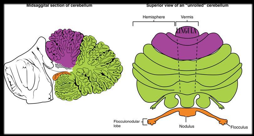 Cerebellar Nuclei; "Don't Eat Greasy Food" The deep cerebellar nuclei resemble the basal ganglia in the cerebrum.
