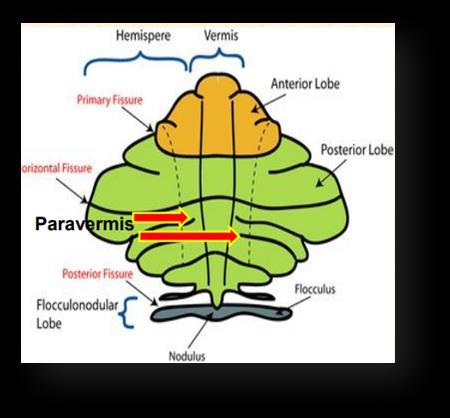 The position of these nuclei in the cerebellum is important; each nucleus is related to a specific part of the cerebellum.