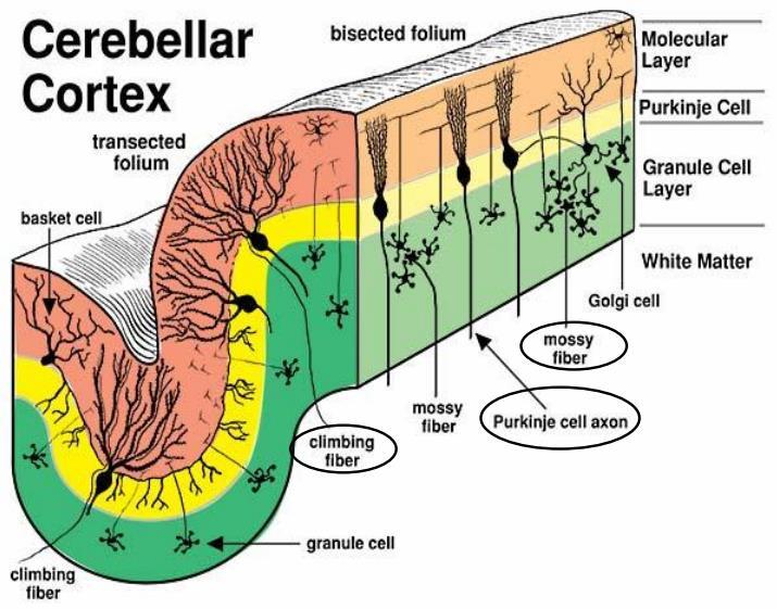 Outer Molecular Layer It is composed of stellate and basket cells.