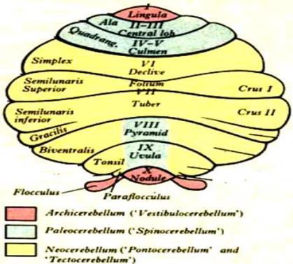 Cerebellum Functions; Neural Connections The cerebellum is functionally divided into: - Archicerebellum (vestibulocerebellum): includes the flocculonodular lobe and lingual lobule, and is related to