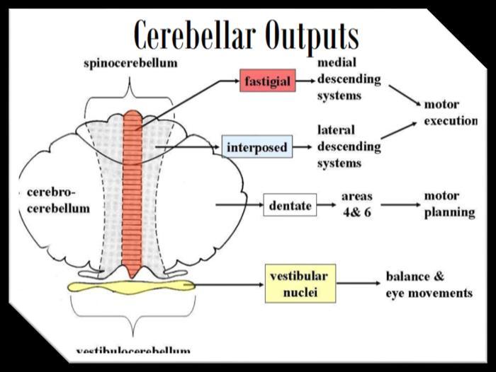 Another projection targets the contralateral red nucleus of midbrain (controlling distal limb muscles). (Cerebello-Globose-Emboliform-Rubral-spinal pathway.