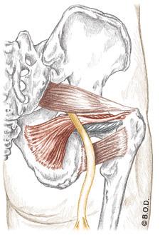 Lateral Rotators of the Hip! Trail Guide, Page 328" Sometimes known as the deep six or the deep lateral rotators.
