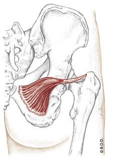 Lateral Rotators of the Hip!