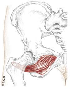 Piriformis" (posterior view)"