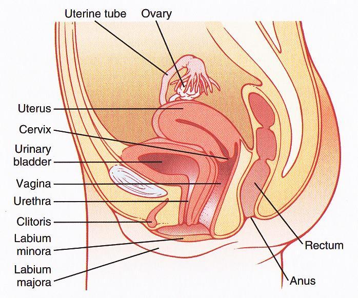 Female Reproductive System G&H