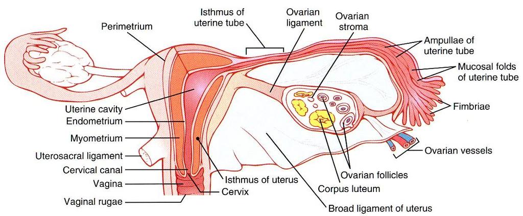 Uterus, Ovary & Uterine/Fallopian