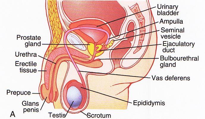Male Reproductive System G&H