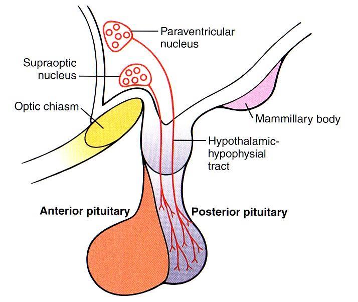 Hypothalamus Posterior