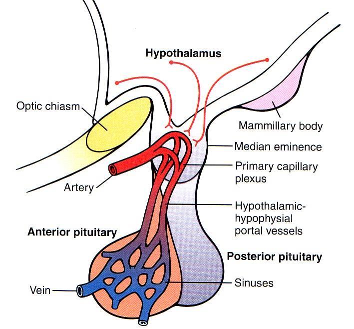 Hypothalamus Anterior Pituitary Vascular Connection Releasing (RH)/ Release-Inhibiting