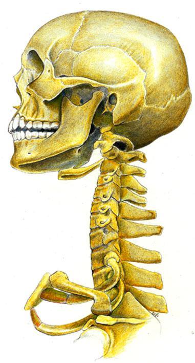 Cervical Spine ROM Seven Cervical Vertebrae Forming The Cervical Spine,