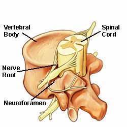 Spinal Vertebra - Vertebral bodies: Weight bearing.