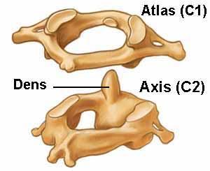 - The atlas (C1) and the axis (C2), have structures unlike those of any other vertebra. - The atlas has no vertebral body and is shaped like a ring with an anterior and a posterior arch.