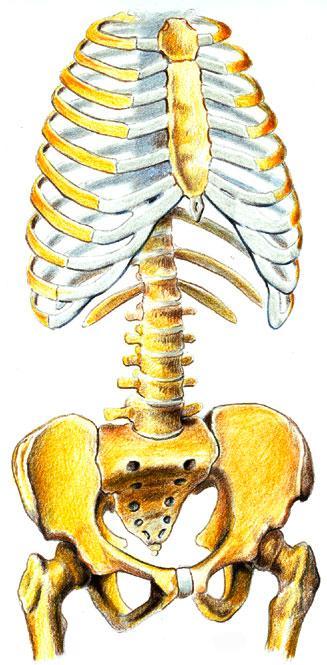 Lumbar Spine ROM Five lumbar vertebrae and the sacrum making up the lumbar spine.