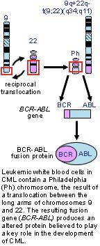 a gene called BCR-ABL The product of the ABL gene is a tyrosine kinase,
