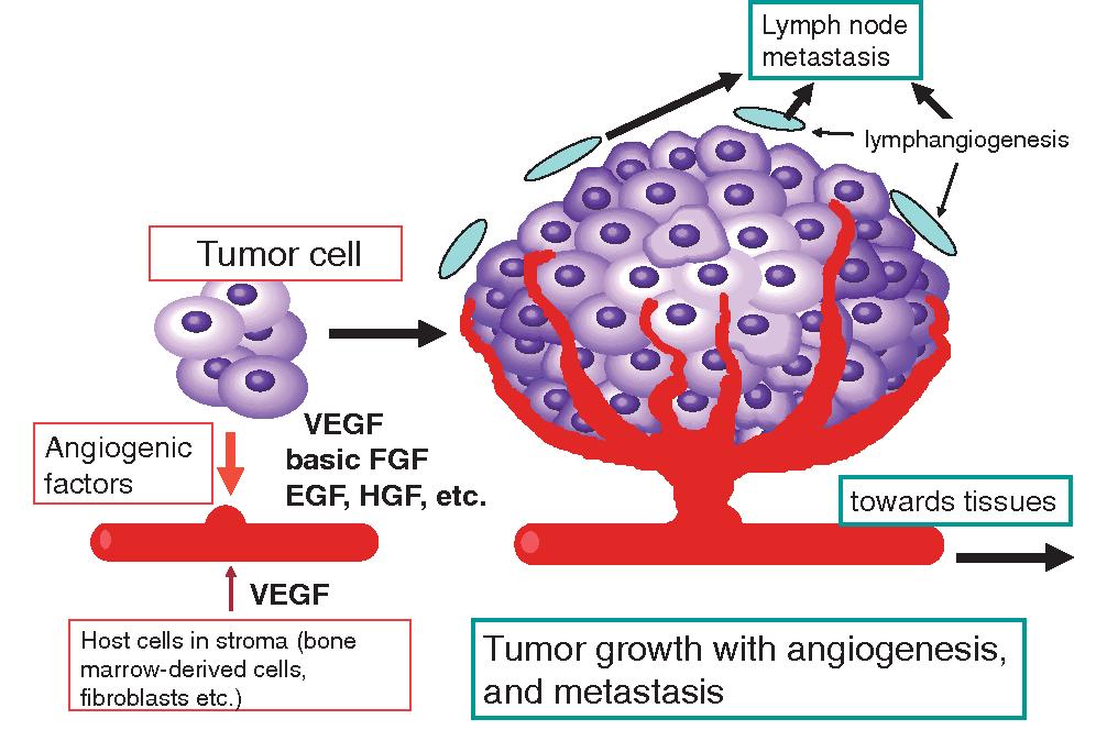 Vascular endothelial growth factor (VEGF) and VEGF receptor-2 mediated
