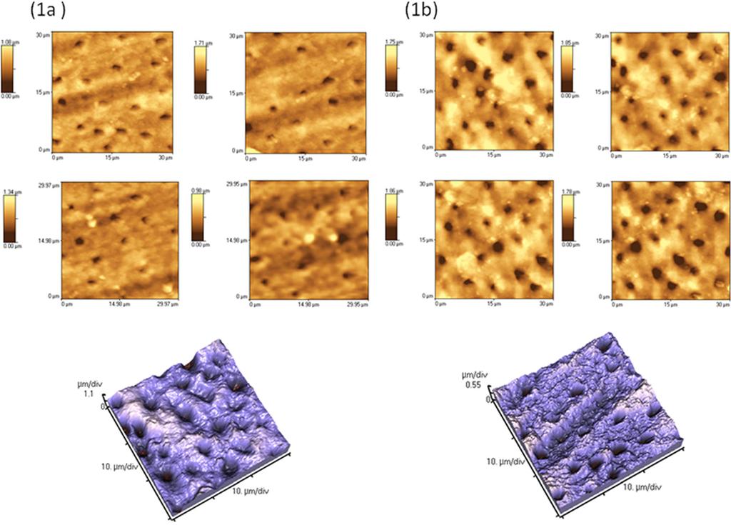 C. Poggio et al.: Role of different toothpastes on preventing dentin erosion 305 Fig 2. AFM images of intact dentin and a demineralized specimen surface (groups 1a and 1b).