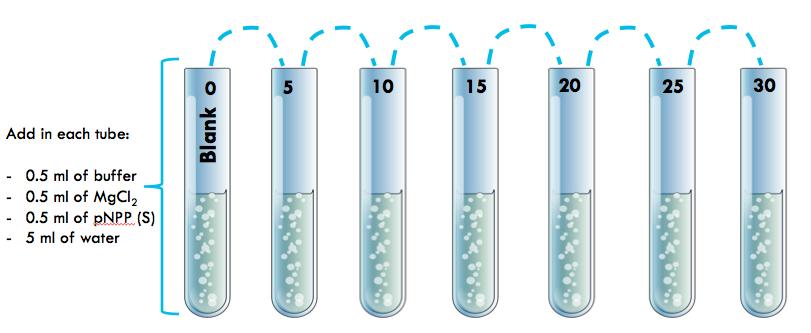 Method: Prepare a series of seven reaction tubes labeled 0 through 30 minutes at 5 minute intervals (Blank, 5, 10