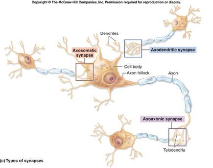 Neurotransmitters released by action