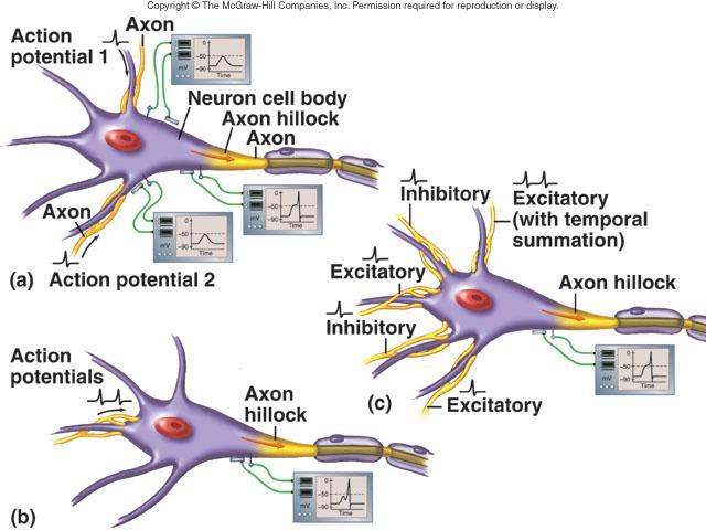 establish synaptic contacts with