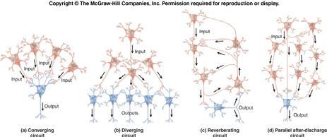 Neuron (efferent) multi-polar and