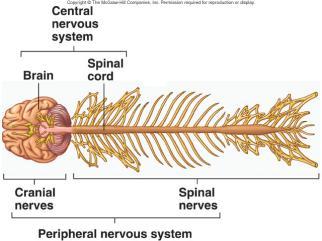 Central Nervous System Peripheral Nervous System Consists of Brain Located in cranial vault of skull Spinal cord