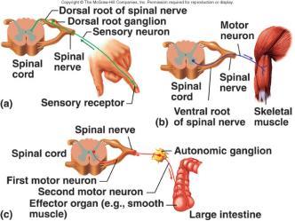 Sensory or afferent Motor or efferent Divisions Somatic nervous system Autonomic nervous system (ANS)» Sympathetic»