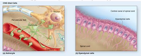 Glial cells do not transmit nerve impulses.