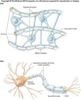 from neurofibril node to neurofibril node and is known as