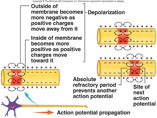 Electrical Signals Action Potential Propagation Cells produce electrical signals called action potentials Transfer of