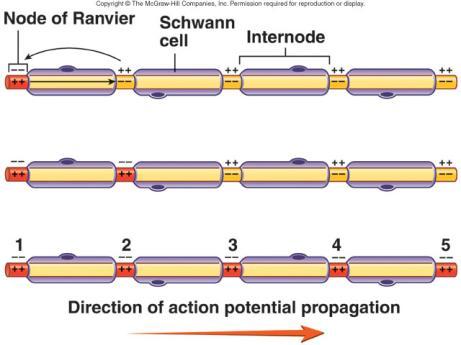 plasma membrane and permeability of membrane Saltatory Conduction 11-62 Regeneration of PNS Axons PNS axons are