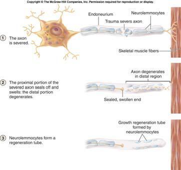 A damaged axon can regenerate, however, if at least some neurilemma remains.