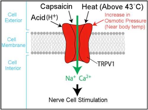 - Capsaicin inhibits t varying