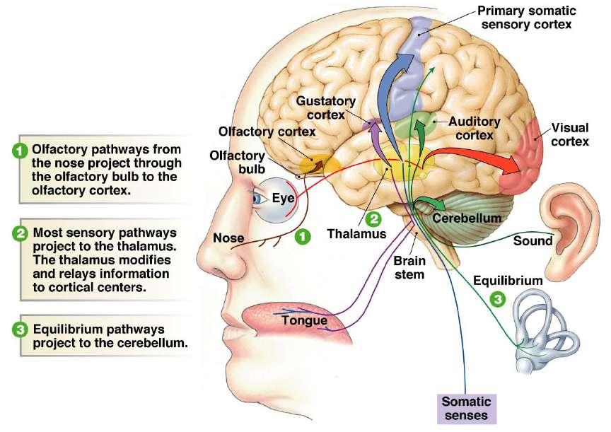 Sensry Pathways in the Brain - Mst pathways except the lfactry pass thrugh the thalamus n their way t the cerebral crtex Stimulus - CNS can distinguish fur prperties f a stimulus: Mdality/nature