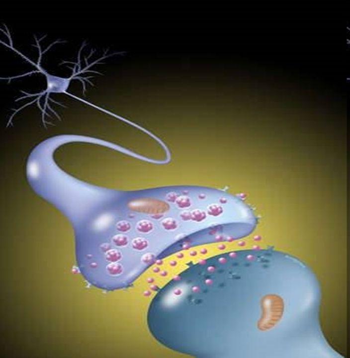 (10) Junctions A Junction is the meeting of a neuron and neuron, OR, a neuron and an organ.