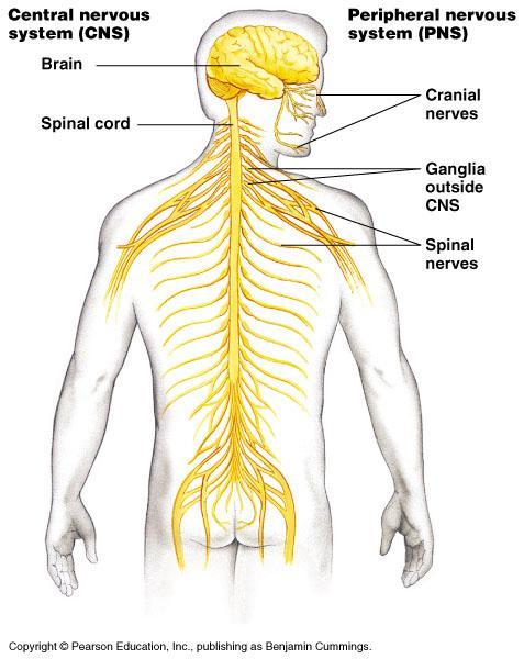 Vertebrate Nervous Systems igure 48.