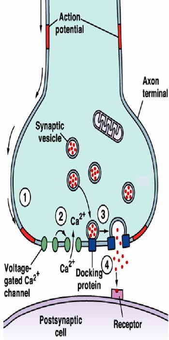 Neurotransmission (3) An AP reaches the axon terminal of the presynaptic cell and causes V- gated Ca 2+ channels to open.