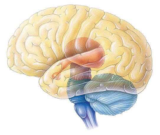 Forebrain Cerebrum Thalamus Hypothalamus Cerebral cortex Pituitary