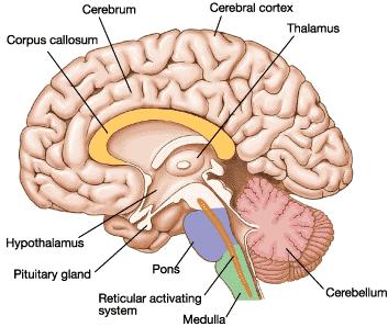 The Human Brain The hindbrain The thalamus The hypothalamus and the pituitary