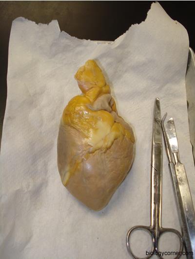 LAB 12-1 HEART DISSECTION GROSS ANATOMY OF THE HEART Because mammals are warm-blooded and generally very active animals, they require high metabolic rates.