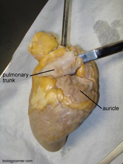 Anterior View Posterior View Internal Anatomy of the Heart 1.