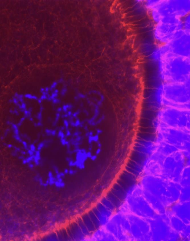 Bidirectional communication Cumulus cells oocyte meiosis resumption nuclear and cytoplasmic maturation transcriptional activity Cumulus cells Oocyte gene expression